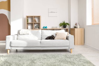 Oturma odasındaki kanepede yatan sevimli siyah kedi.