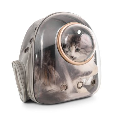 Beyaz arka planda, sırt çantalı şirin kedi.