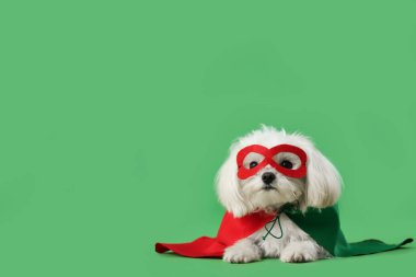 Yeşil arka planda yatan süper kahraman kostümlü şirin küçük köpek.