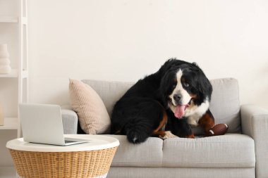 Cute Bernese mountain dog with laptop sitting on sofa at home