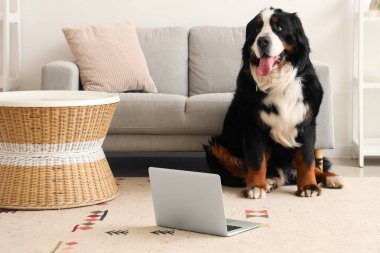 Evde dizüstü bilgisayarı olan sevimli Bernese dağ köpeği.
