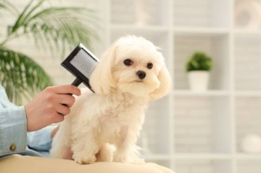 Evde güzel köpeğini fırçalayan bir kadın.