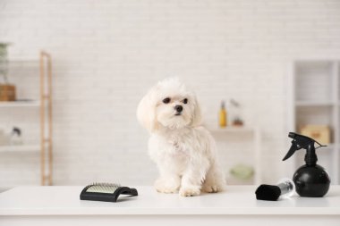 Salonunda tımar aksesuarları olan şirin bir Maltese köpeği var.