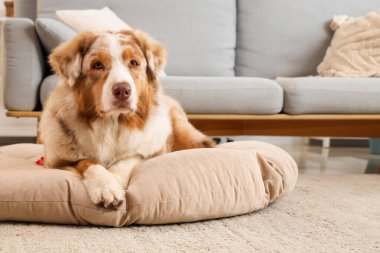 Şirin Avustralya çoban köpeği evcil hayvan yatağında yatıyor.