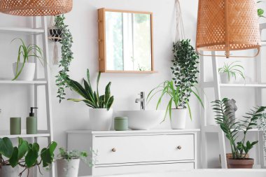 Modern banyoda farklı ev bitkileri, ayna ve raf üniteleri olan çekmeceler.