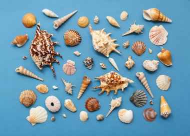 Mavi arka planda birçok farklı deniz kabuğu