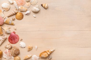 Ahşap arka planda birçok farklı deniz kabuğu