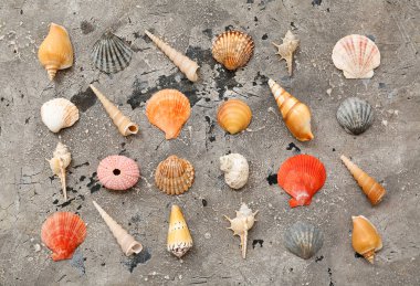 Grunge arka planında çok farklı deniz kabukları var.