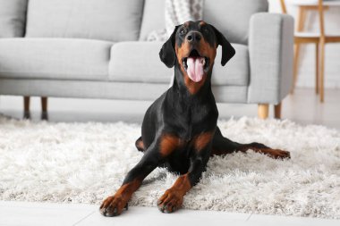 Evdeki halının üzerinde yatan sevimli Dobermann köpeği.