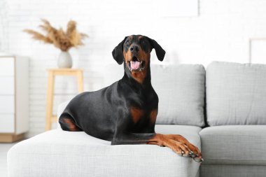 Evdeki kanepede yatan sevimli Dobermann köpeği.
