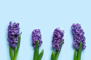 Mavi arka planda güzel mor sümbül çiçekleri. Üst görünüm