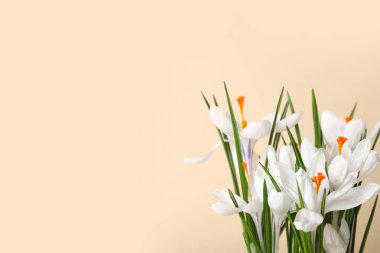 Bej arkaplanda güzel beyaz kır çiçekleri