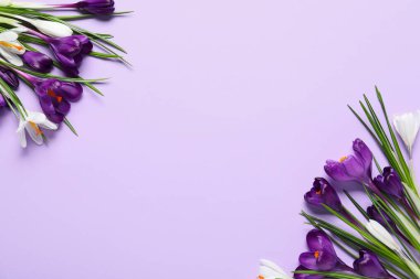 Leylak arkaplanda güzel krukus çiçekleri