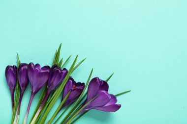 Turkuaz arka planda güzel mor crocus çiçekleri
