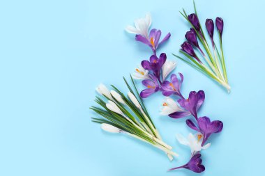 Mavi arka planda güzel kır çiçekleri