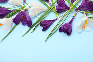 Mavi arka planda güzel kır çiçekleri