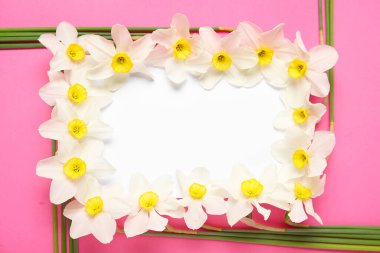 Nergis çiçekli kompozisyon ve pembe arka planda boş kart. Üst görünüm