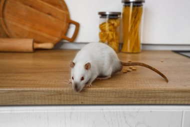 Mutfakta tezgahta küçük bir fare, yakın plan. Haşere kontrolü kavramı