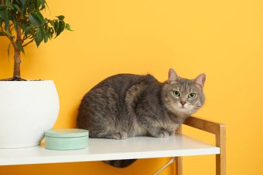 Şirin kısa saçlı gri kedi evdeki saksıların yanında rafta oturuyor.