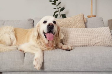 Evdeki kanepede oturan sevimli Labrador köpeği.