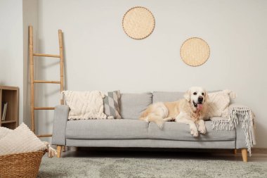 Labrador köpeği oturma odasında kanepede yatıyor.