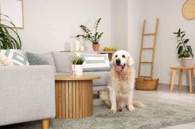 Evdeki halının üzerinde oturan sevimli Labrador köpeği.