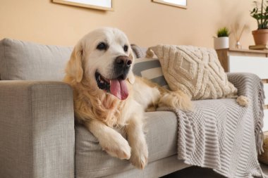 Sevimli Labrador köpeği evdeki kanepede uzanıyor, yakın plan.