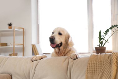 Oturma odasında kanepenin arkasında şirin Labrador köpeği, yakın plan.