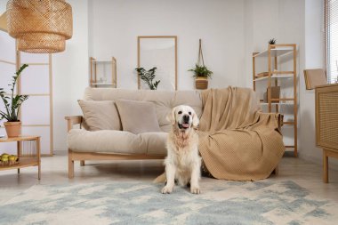 Açık salonda halının üzerinde oturan şirin Labrador köpeği.