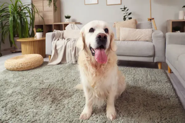 Evdeki halının üzerinde oturan sevimli Labrador köpeği, yakın plan.