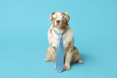 Mavi arka planda gözlüklü ve kravatlı komik Avustralyalı çoban köpeği