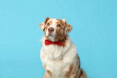 Mavi arka planda papyonlu komik Avustralyalı çoban köpeği