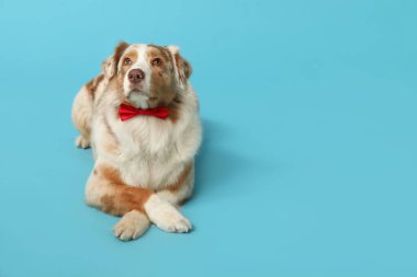 Mavi arka planda papyonlu sevimli Avustralya çoban köpeği