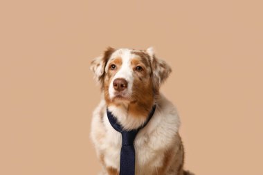 Bej arka planda kravatı olan sevimli bir Avustralya çoban köpeği.