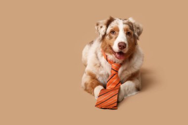 Bej arka planda kravatlı komik Avustralyalı çoban köpeği