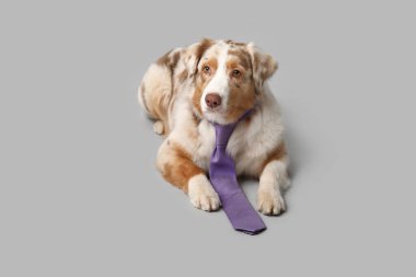 Gri arka planda uzanan kravatlı sevimli Avustralya çoban köpeği.
