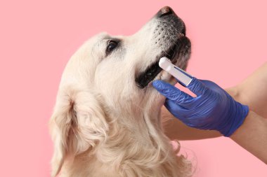 Tıbbi eldivenli kadın elleri pembe arka planda beyaz Labrador köpek dişlerini fırçalıyor.