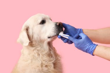 Tıbbi eldivenli kadın elleri pembe arka planda beyaz Labrador köpek dişlerini fırçalıyor.