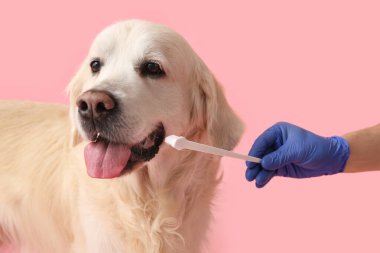 Tıbbi eldivenli kadın, pembe arka planda Labrador köpeğinin yanında diş fırçası tutuyor.