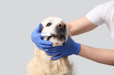 Tıbbi eldivenli kadın elleri gri arka planda Labrador köpek dişlerini fırçalıyor.