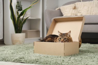 Cute cat lying in cardboard box at home