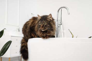 Evde küvette diş fırçası olan sevimli, tüylü bir kedi.