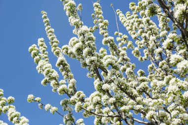 Güzel çiçek açan kiraz ağacı dalları mavi gökyüzüne karşı