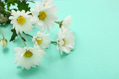 Turkuaz arka planda kasımpatı olan güzel kompozisyon, yakın plan.