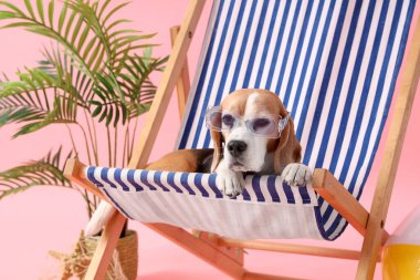 Güverte sandalyesinde güneş gözlüklü sevimli Beagle köpeği ve pembe arka planda plaj aksesuarları.