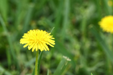 Yeşil çimenlerde sarı karahindiba çiçeği, yakın plan.