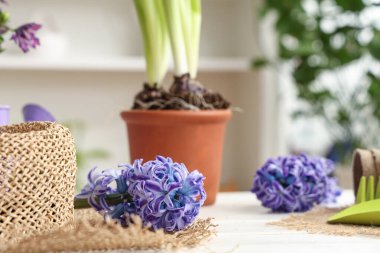 Güzel sümbül çiçekleri, saksı bitkisi ve hasır şapka ışık masasında, yakın plan.