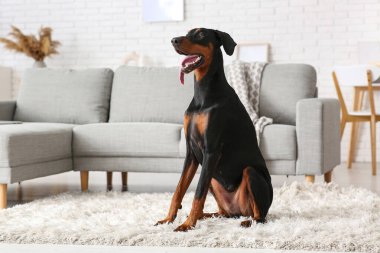 Evdeki halının üzerinde sevimli Dobermann köpeği.