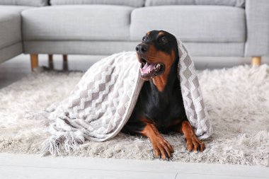 Evdeki halının üzerinde ekose kumaşlı sevimli Dobermann köpeği.