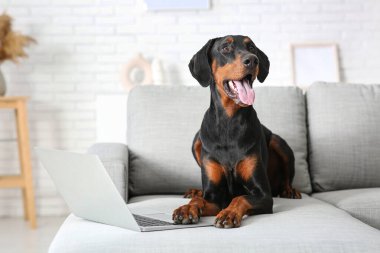 Evdeki kanepede dizüstü bilgisayarı olan sevimli Dobermann köpeği.